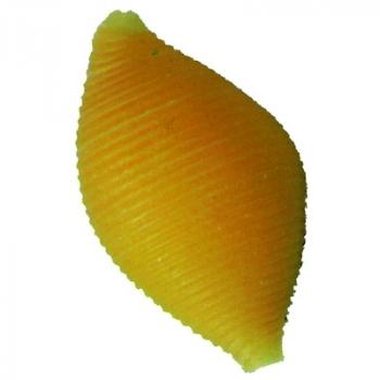 Muscheln, groß, 500G:   Art.Nr.: MG1